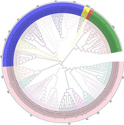 Genome-Wide Identification of the AP2/ERF Gene Family and Functional Analysis of GmAP2/ERF144 for Drought Tolerance in Soybean